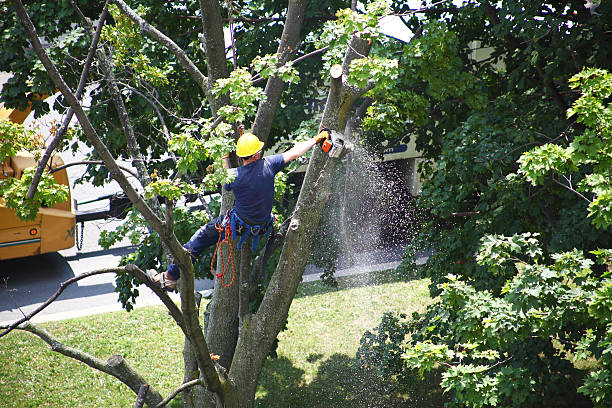 Trusted Conestee, SC Tree Care Experts