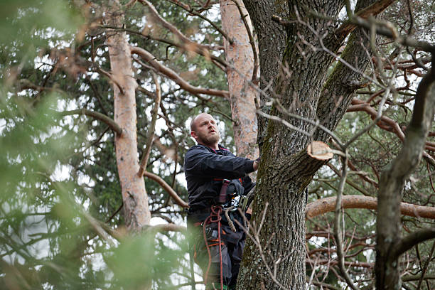 How Our Tree Care Process Works  in  Conestee, SC